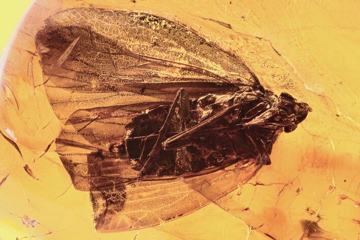 Detailed Fossil Planthopper (Fulgoroidea) In Baltic Amber #288171